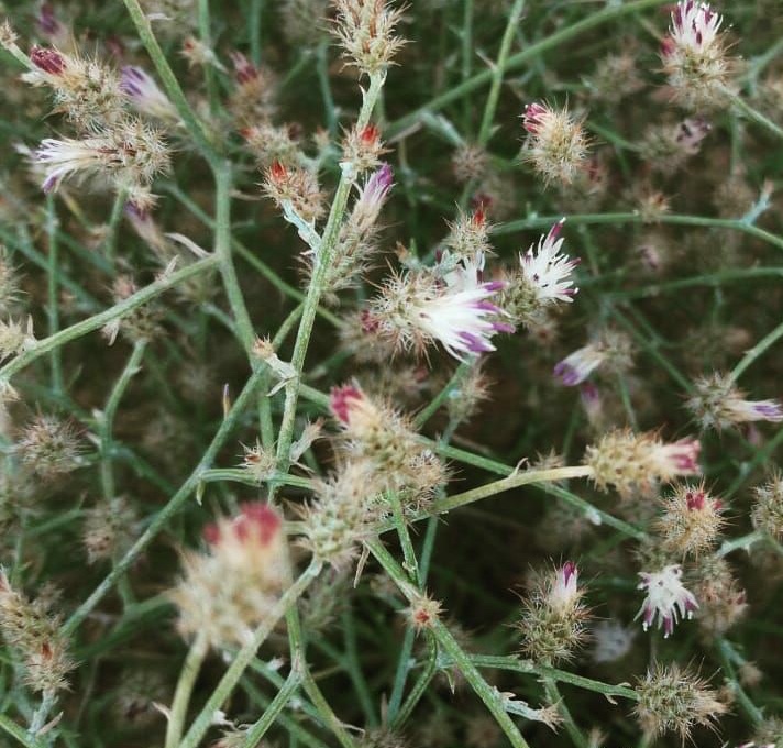 گل گندم درهم و برهم - معرفی گیاهان بومی ایران